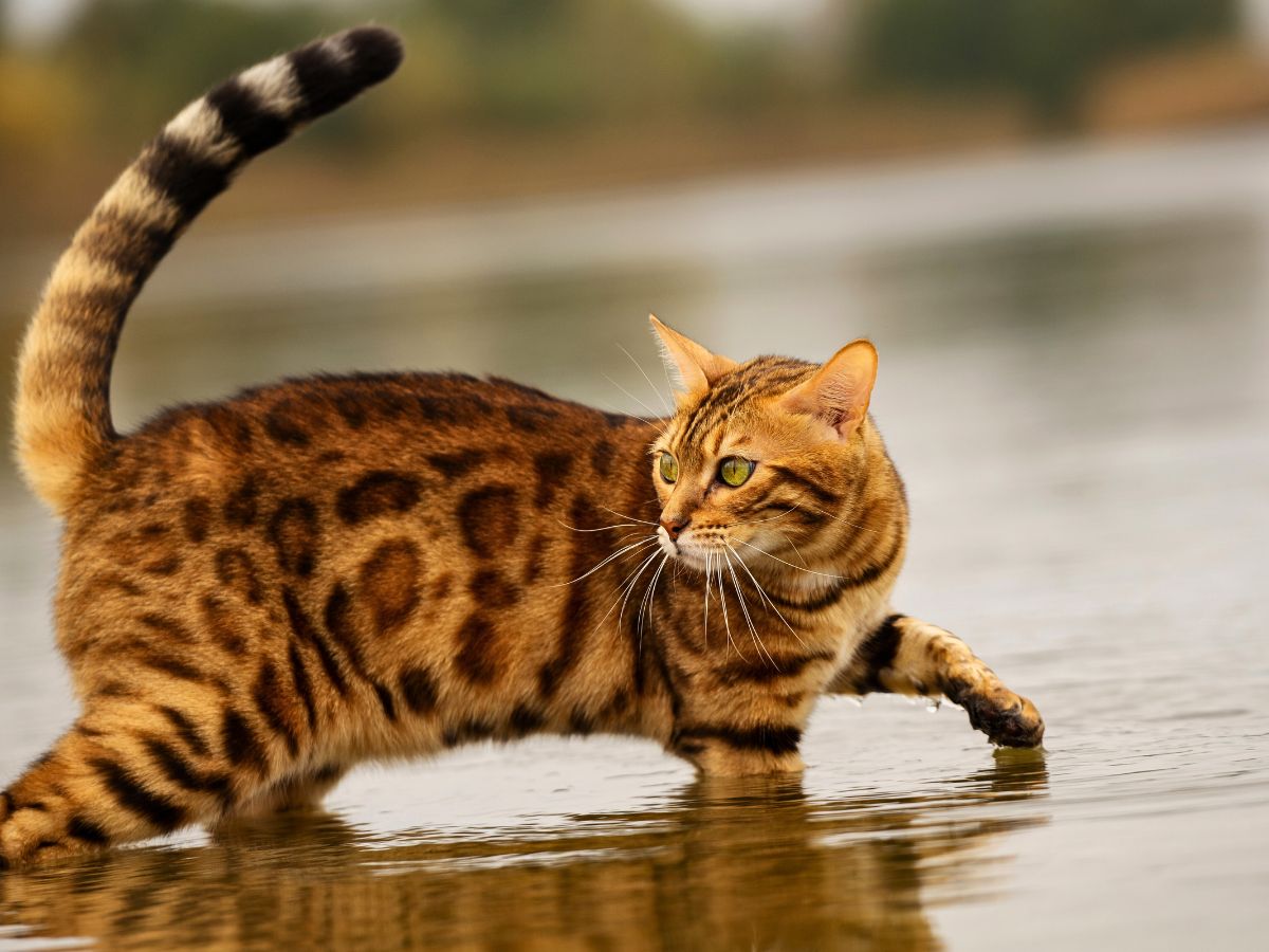 portrait-of-husky-dog-in-a-forest-1200x900-1 bengal cat wading through a lake