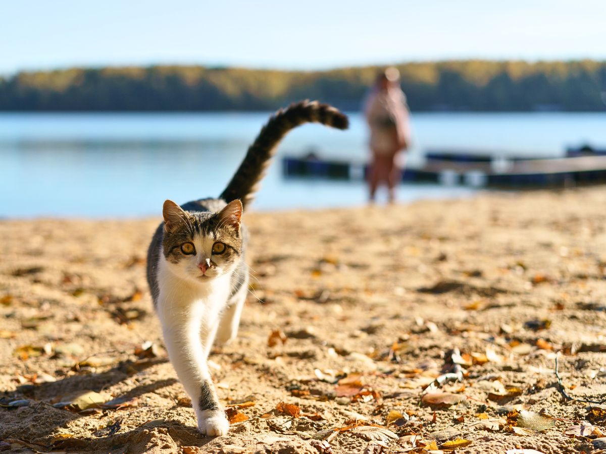 cat walking next to a lake with their owner in the background