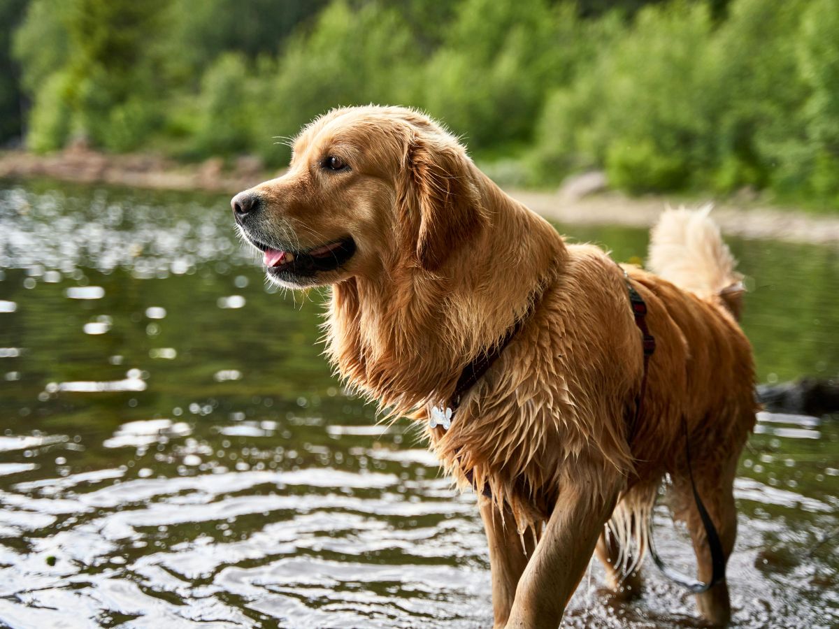 portrait-of-husky-dog-in-a-forest-1200x900-1 a curious golden retriever dog wading through a lake