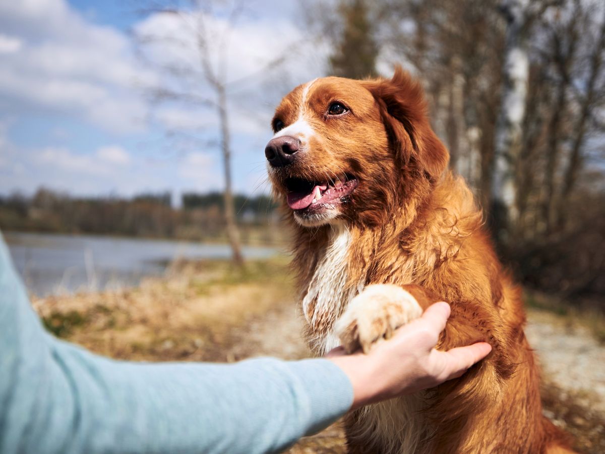 portrait-of-husky-dog-in-a-forest-1200x900-1 happy brown and white dog holding a person's hand by the lake