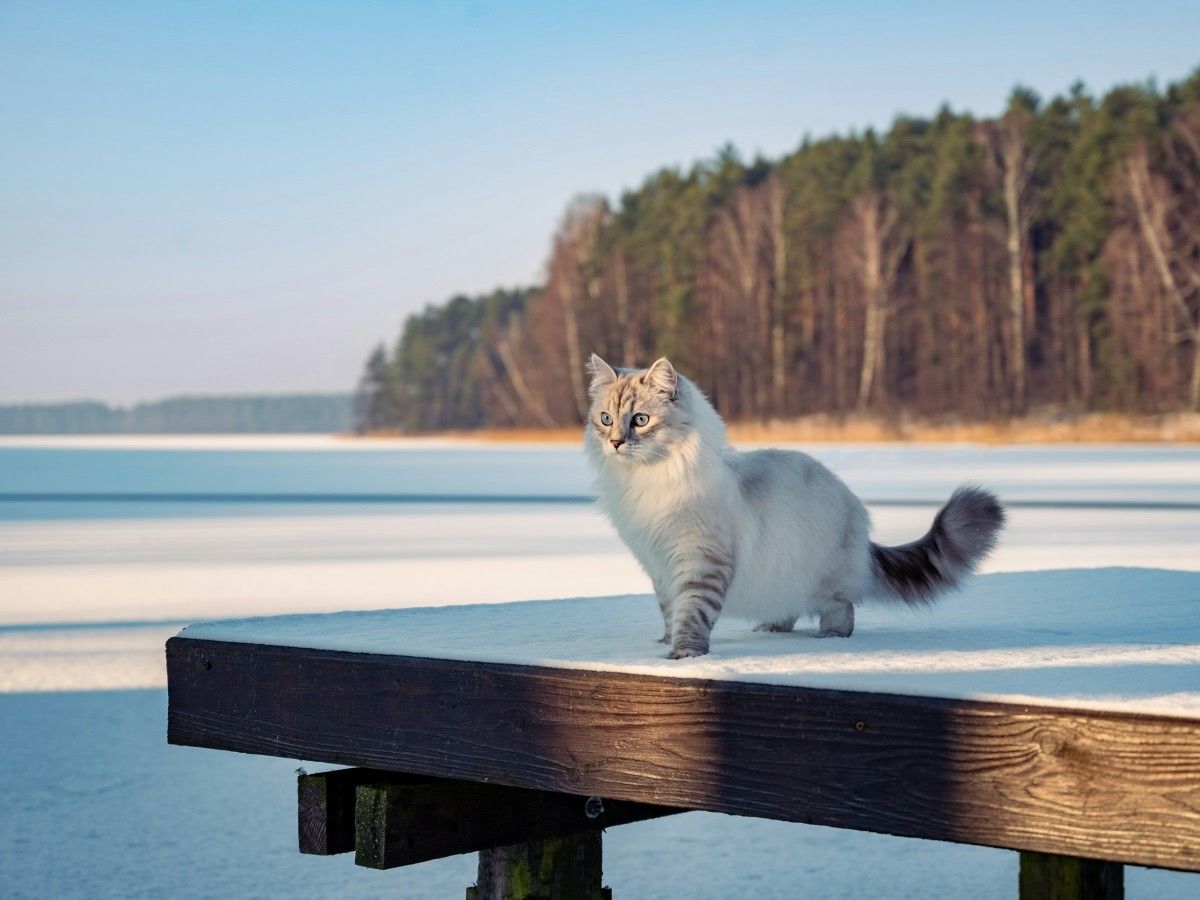 cat standing on deck