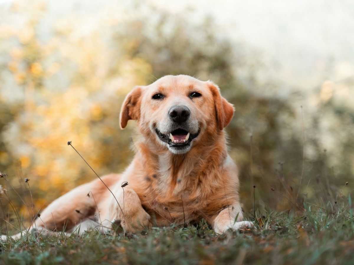 dog sitting on grass near lake