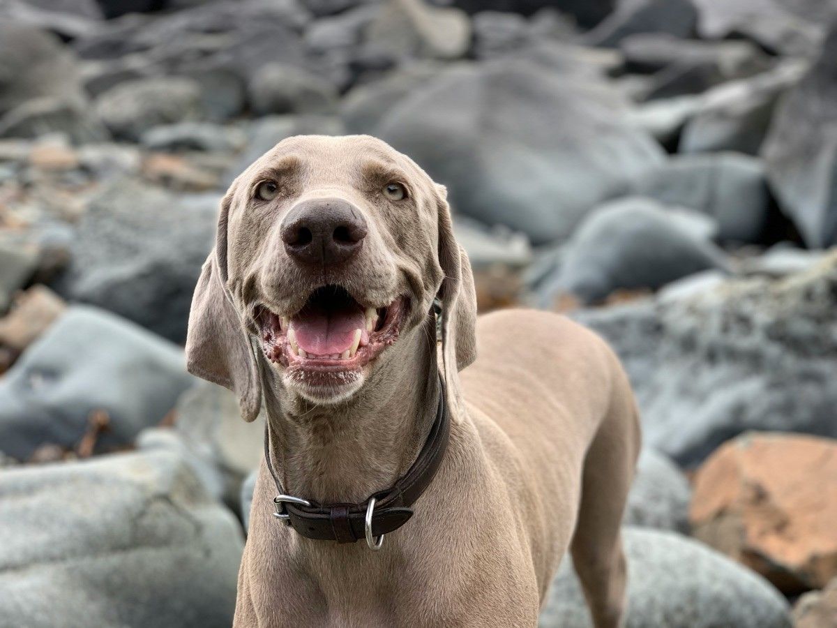 smiling dog near the lake rocks