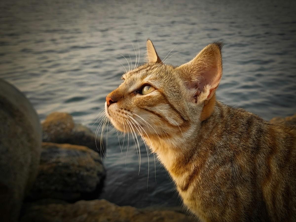 yellow cat looking upside