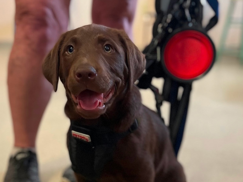 black dog sitting black dog sitting