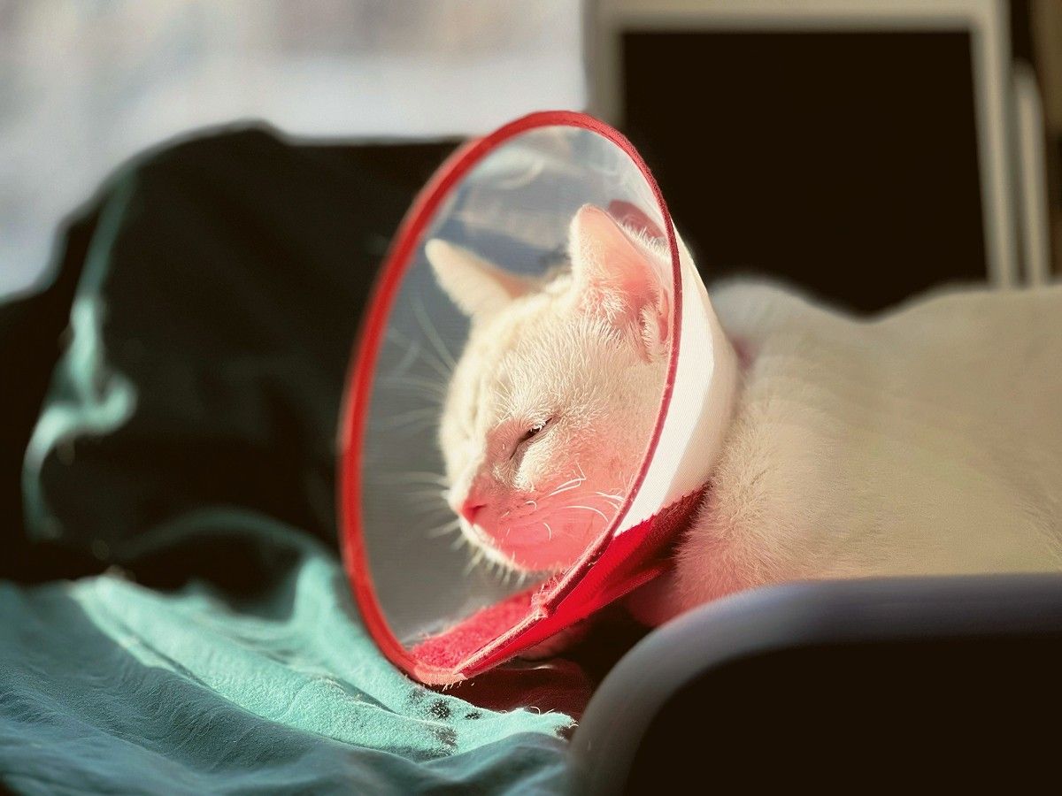 cat after surgery