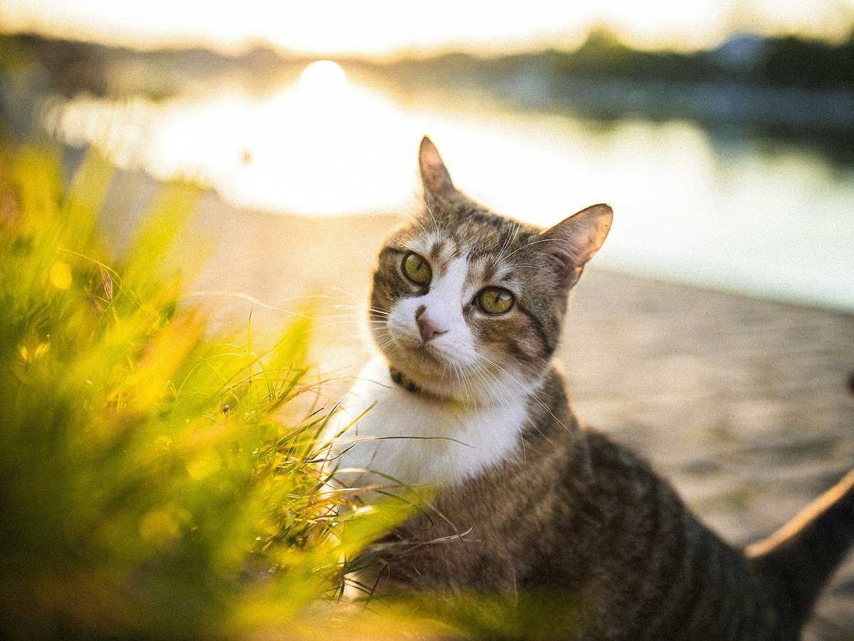 cat near lakeside during sunrise
