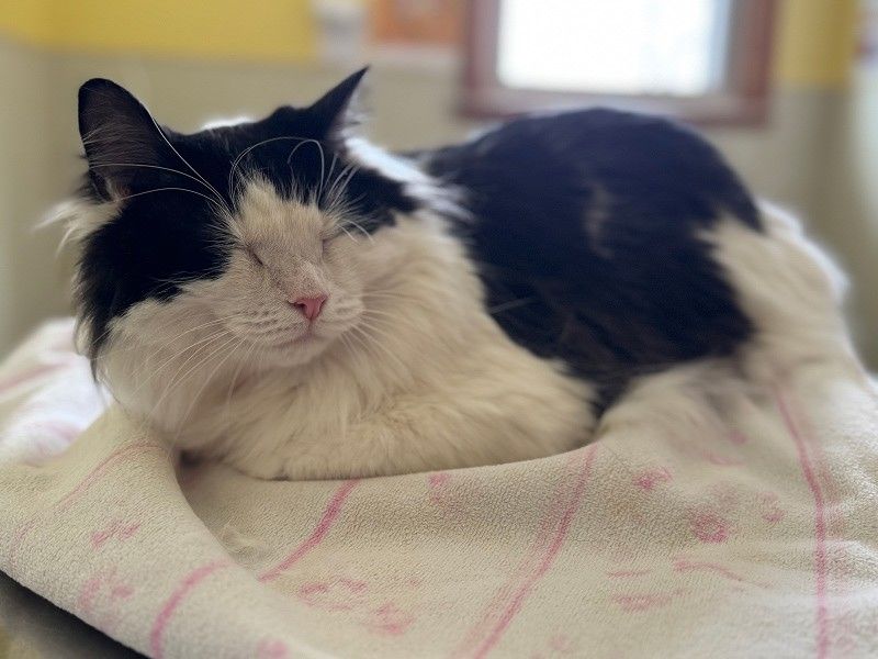 cat sitting on bed with closed eyes cat sitting o bed with closed eyes