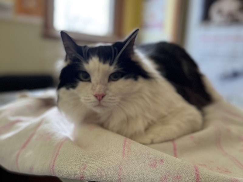 cat sitting on bed cat sitting on bed