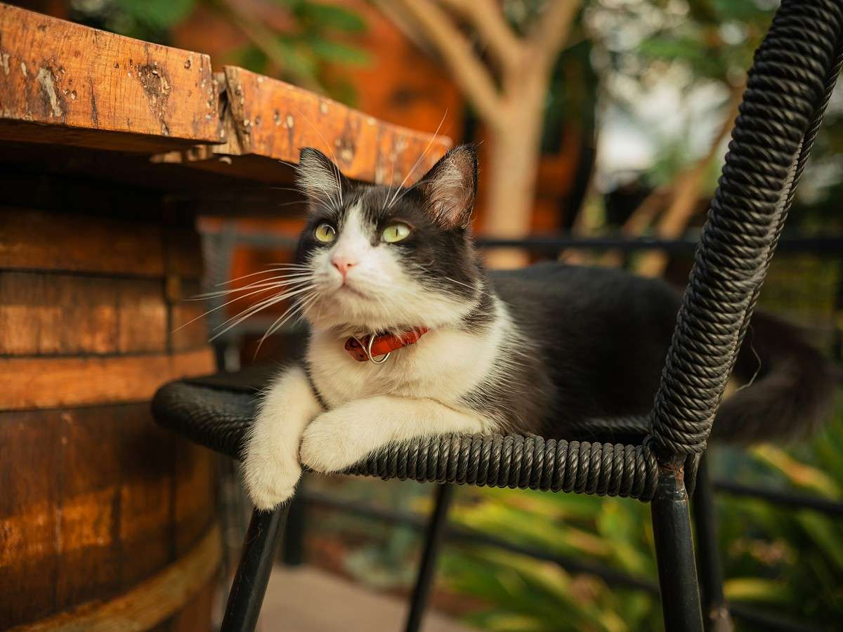 cat sitting on chair