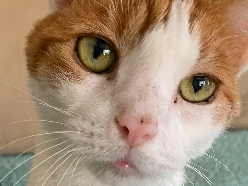 cat zoomed pic cat zoomed pic