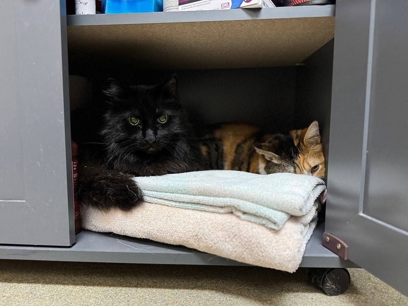 cats in closet cats in closet