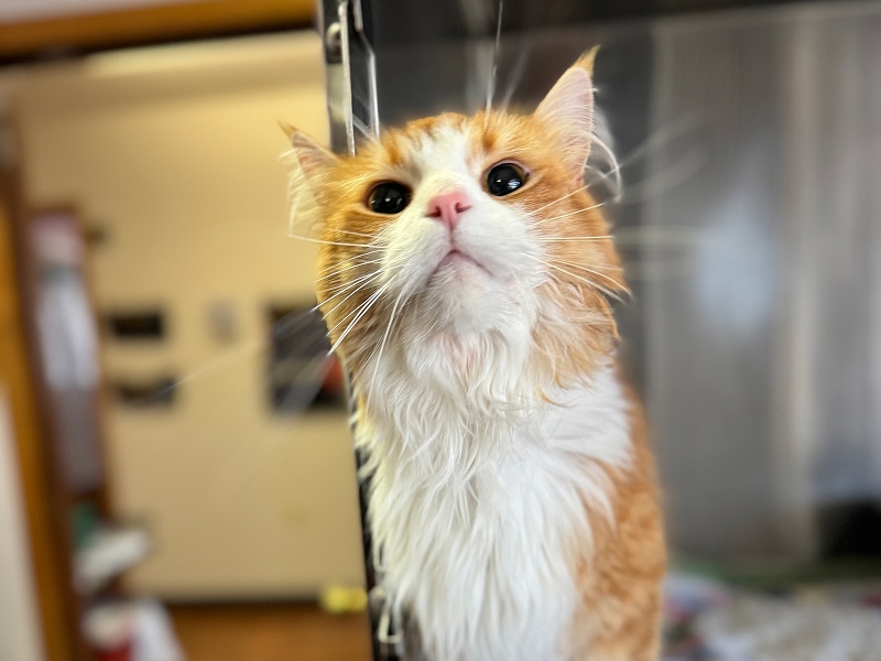 cute cat looking up cute cat looking up