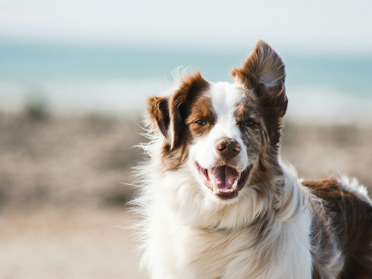 dog looking in front with one ear down