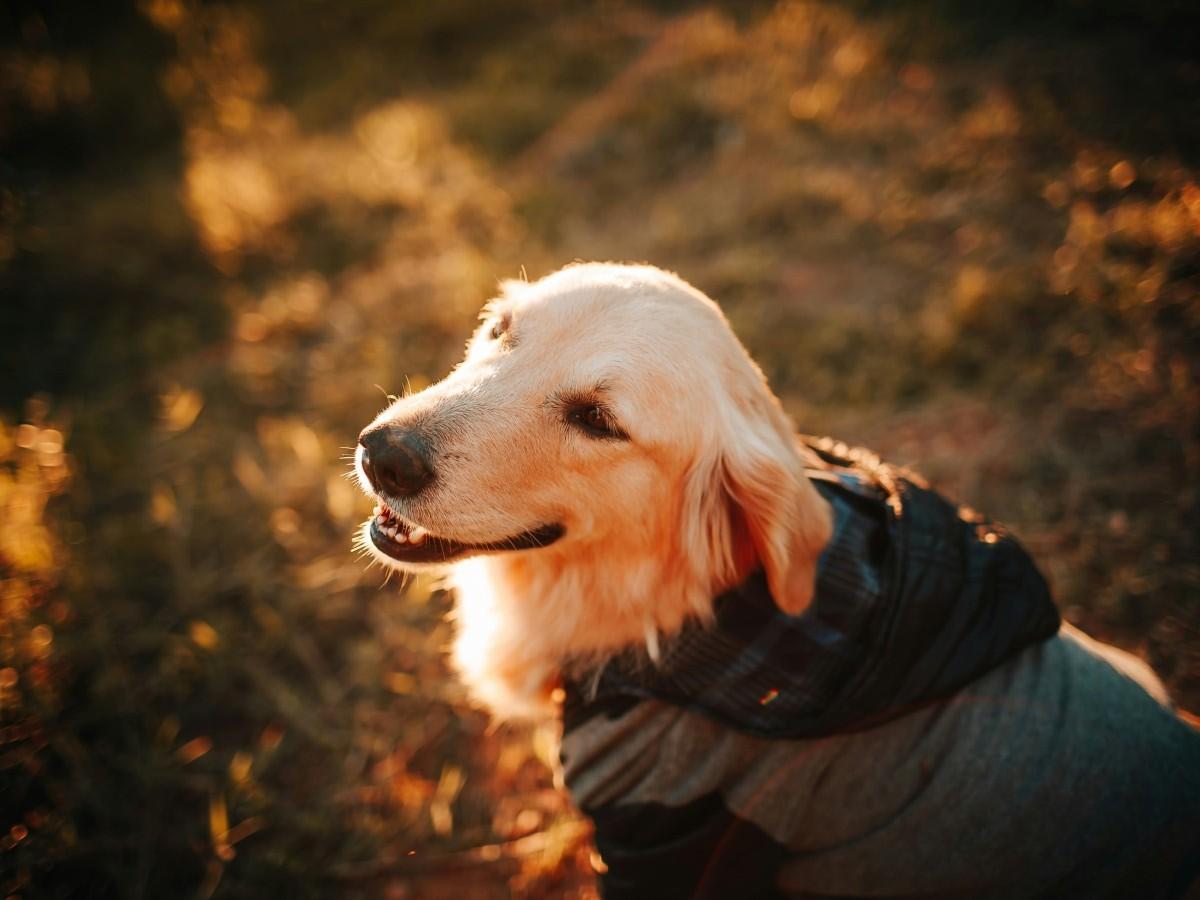 dog looking up during sunset