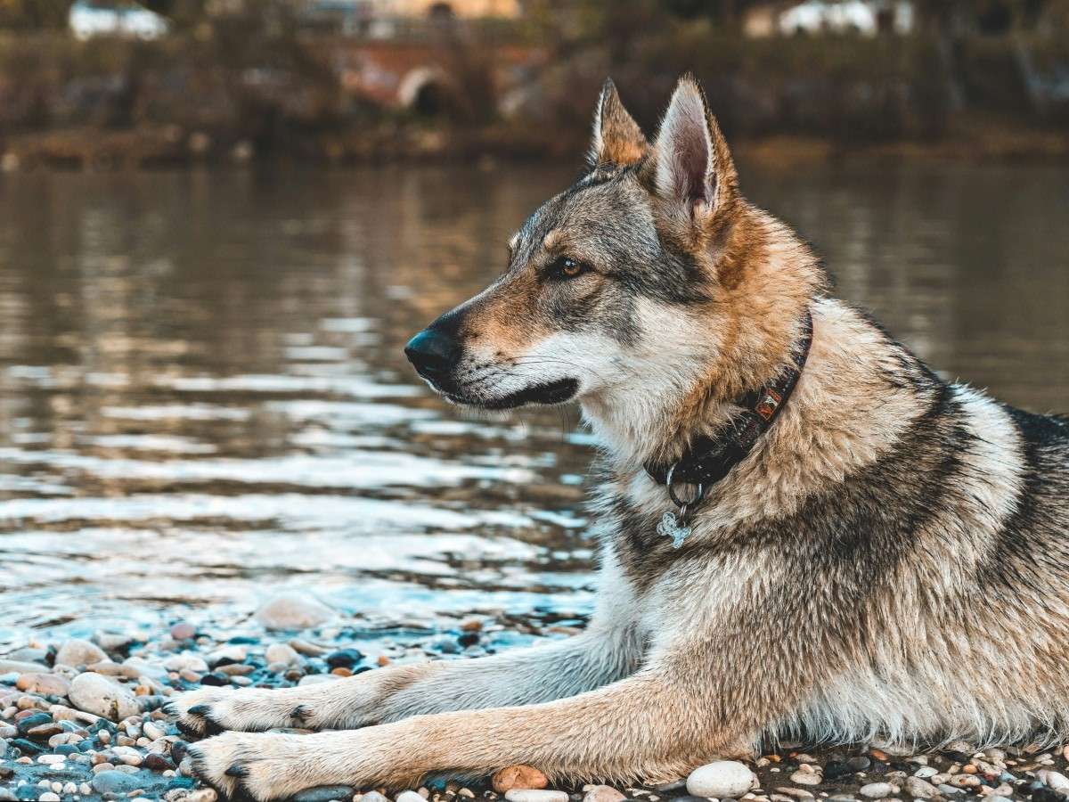 dog sitting on stones beside the lake