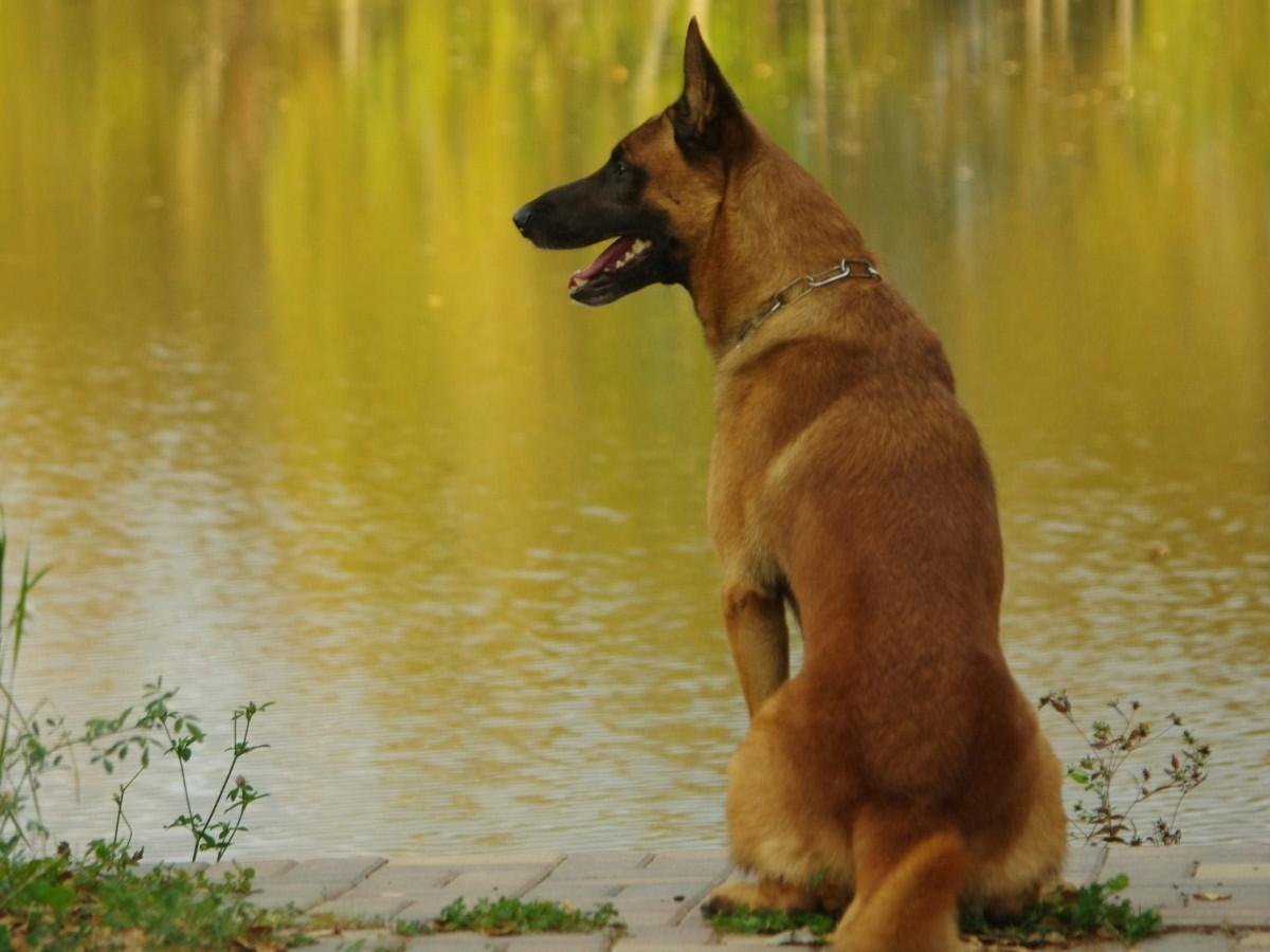 dog waiting by the water side