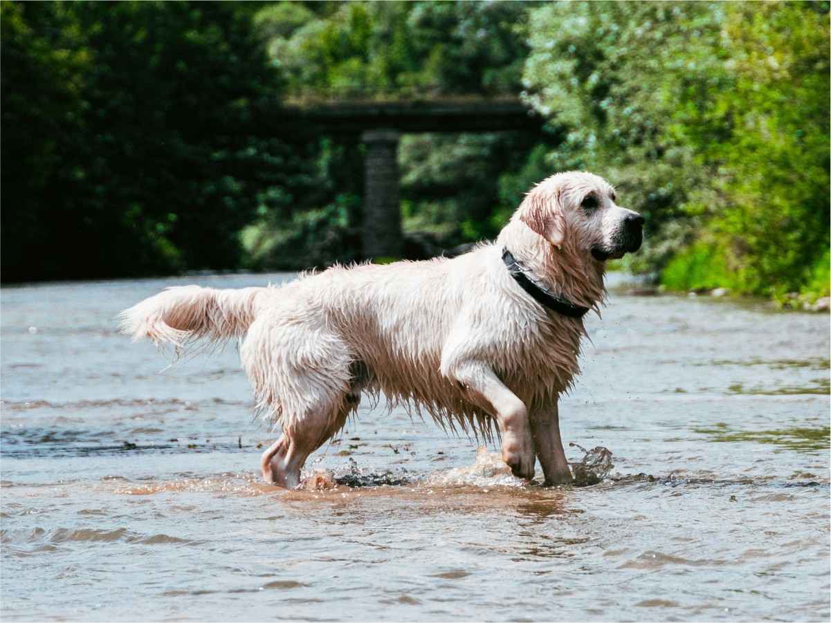 dog walking on river water