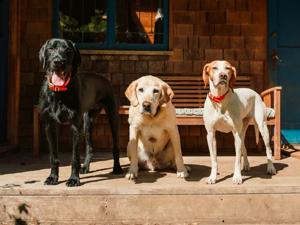 dogs waiting together