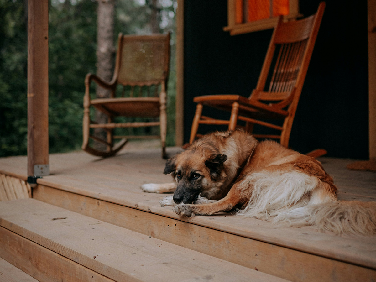 A large fluffy dog lays on a wooden porch beside two rocking chairs, surrounded by a forest.