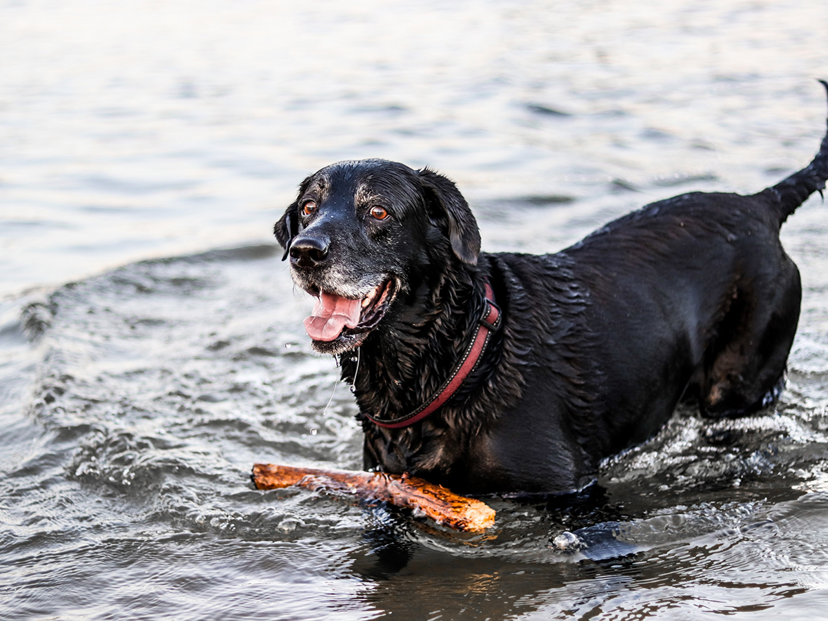 Older Black Labrador in a red collar joyfully stands in the water, holding a stick in its mouth.
