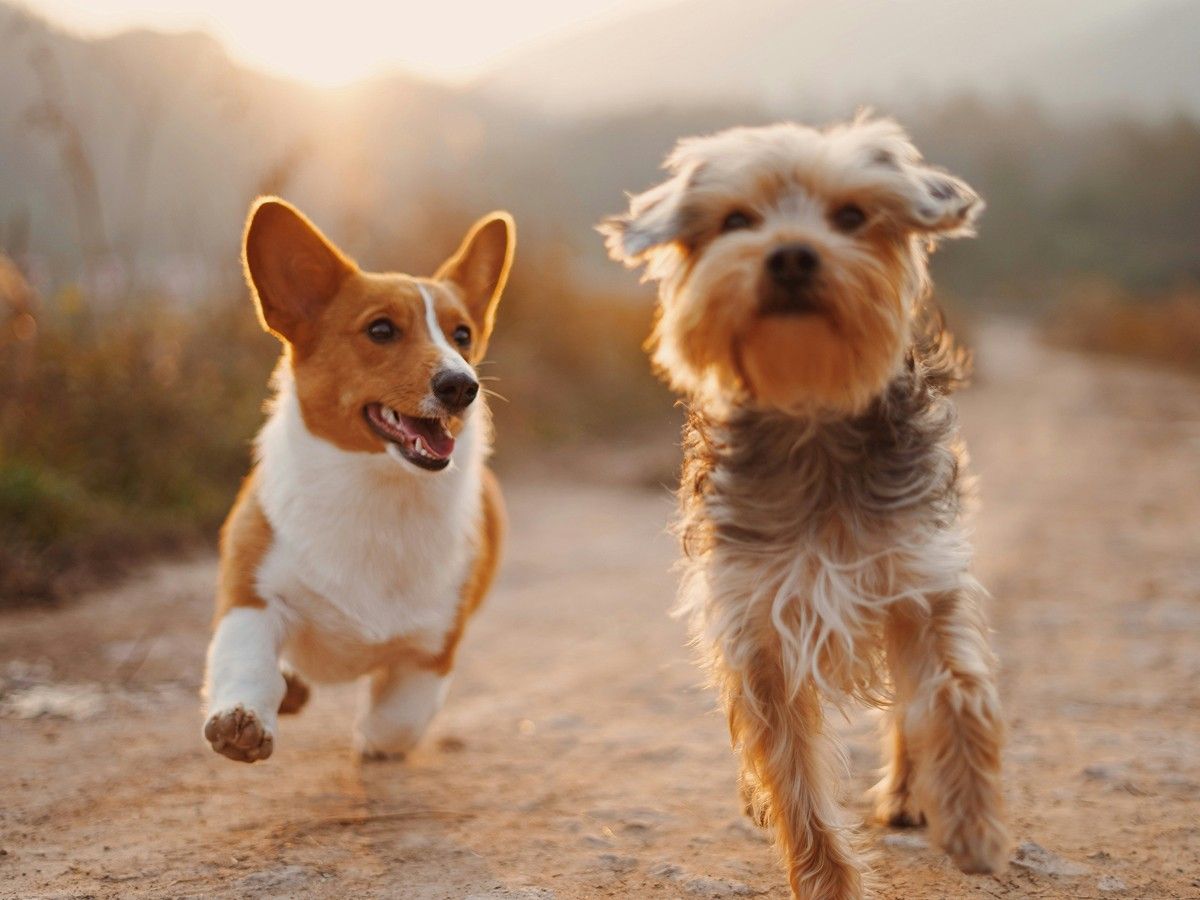 two dogs running during sunset