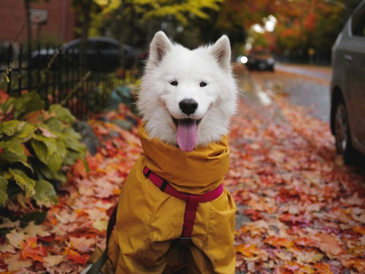 white dog wearing yellow jacket