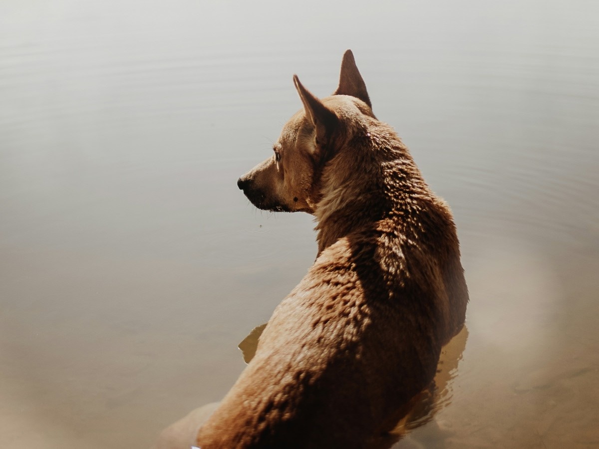 yellow dog in the water