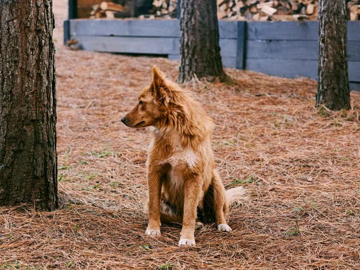 yellow dog in the woods