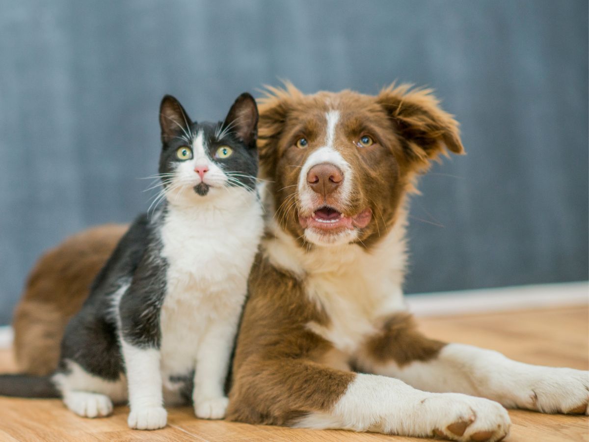 Dog and cat best friends Dog and cat best friends