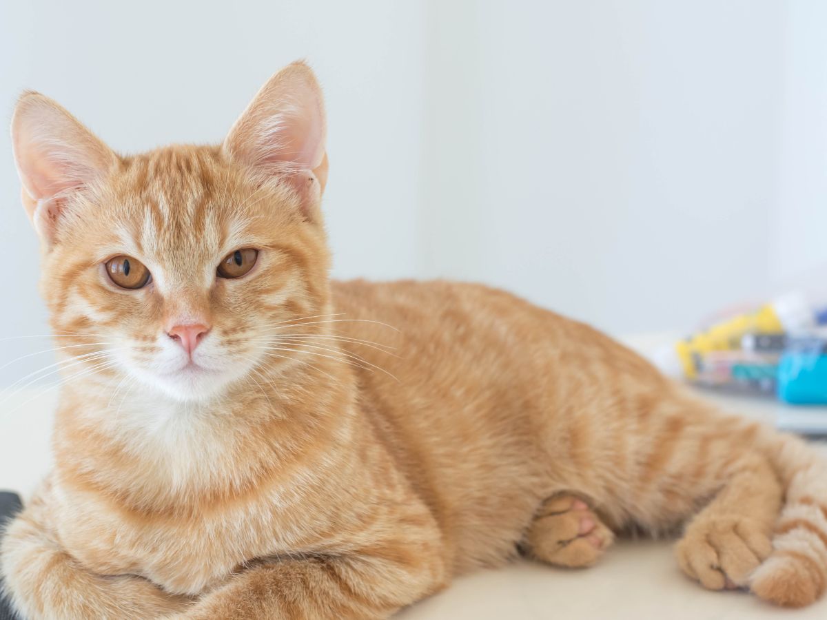 Orange tabby cat lying down