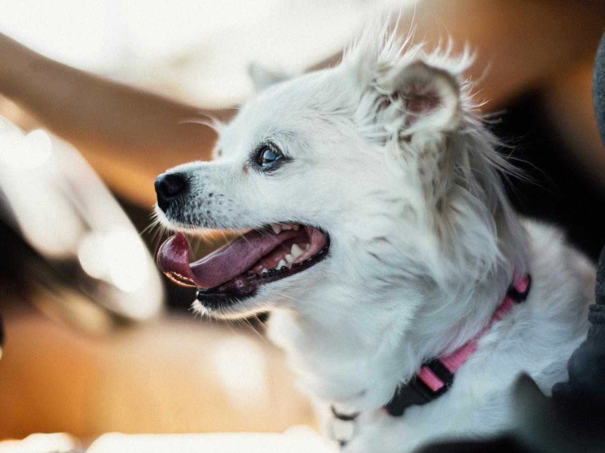 white dog side face